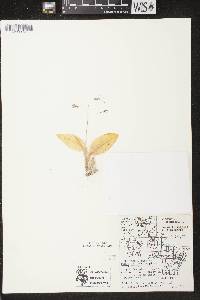 Liparis liliifolia image