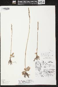 Spiranthes lacera image