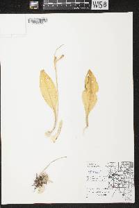 Liparis liliifolia image