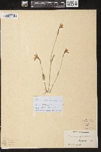 Pogonia ophioglossoides image