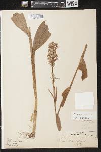 Platanthera psycodes image