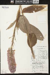 Platanthera psycodes image