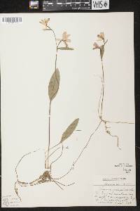 Pogonia ophioglossoides image