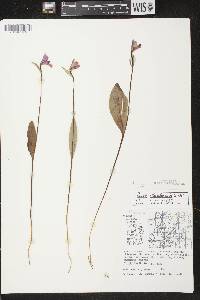 Pogonia ophioglossoides image