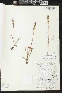 Spiranthes romanzoffiana image