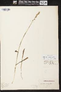 Spiranthes romanzoffiana image