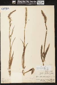 Spiranthes romanzoffiana image