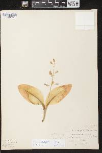 Liparis liliifolia image