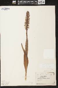 Platanthera psycodes image