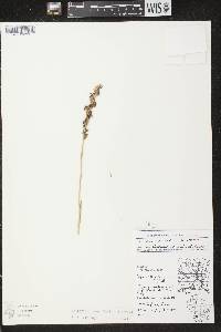 Spiranthes casei image