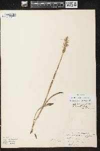 Spiranthes romanzoffiana image