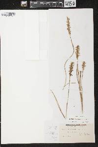 Spiranthes cernua image