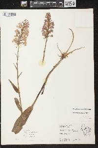 Platanthera psycodes image