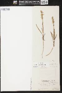 Spiranthes cernua image