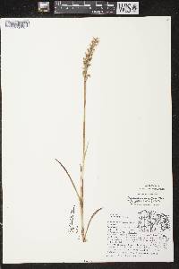 Spiranthes romanzoffiana image