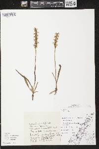 Spiranthes cernua image