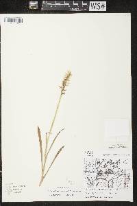 Spiranthes romanzoffiana image