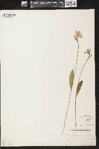 Pogonia ophioglossoides image