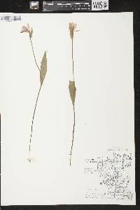 Pogonia ophioglossoides image