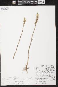 Spiranthes magnicamporum image