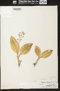 Liparis liliifolia image