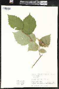 Corylus cornuta image