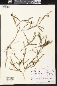 Empetrum nigrum subsp. hermaphroditum image