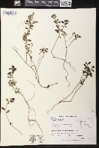 Vaccinium vitis-idaea subsp. minus image