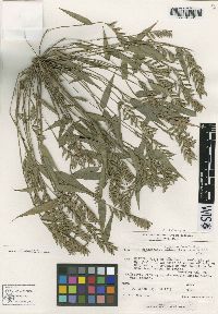 Image of Merostachys scandens