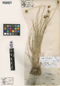 Carex festivelloides image