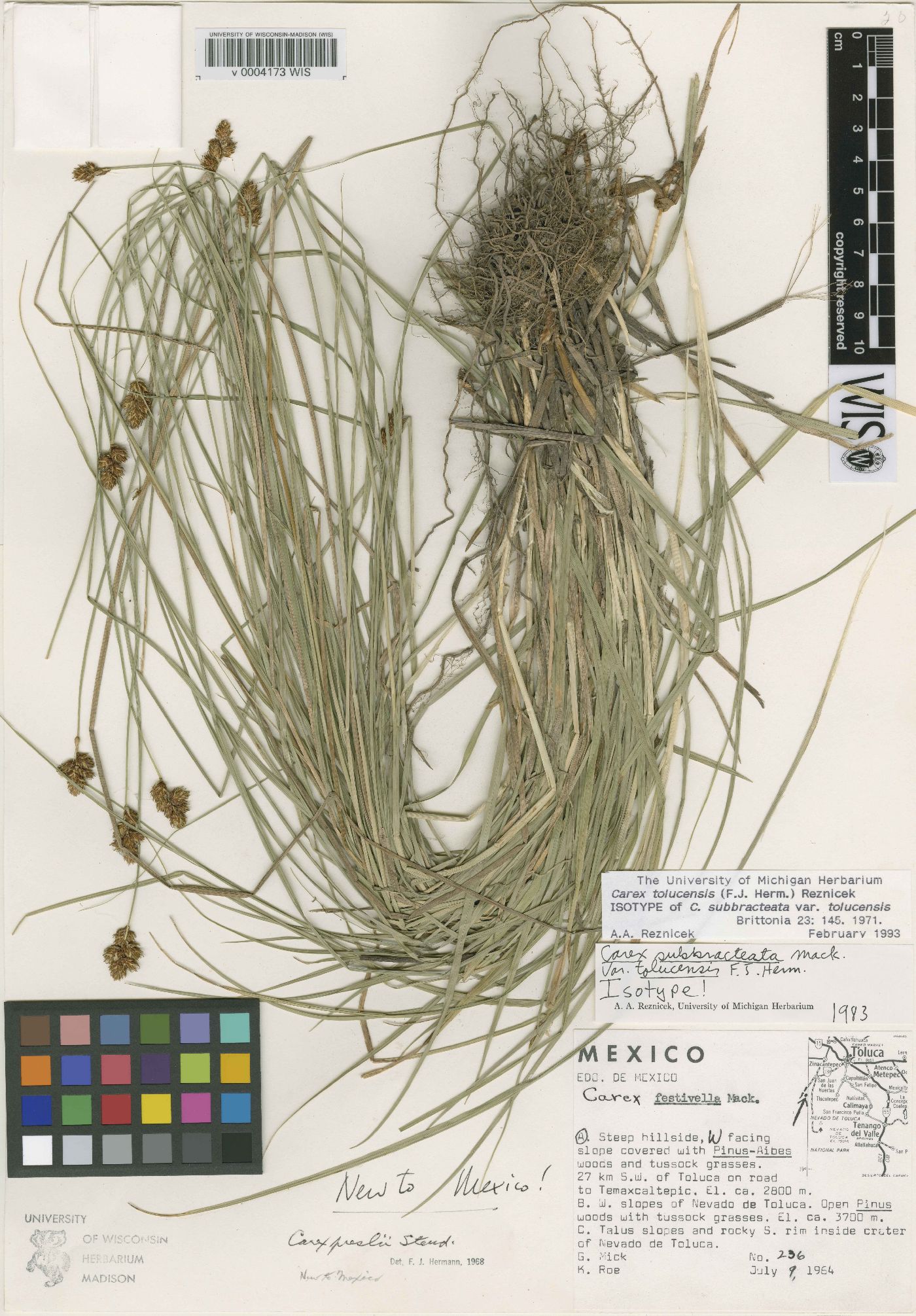 Carex tolucensis image