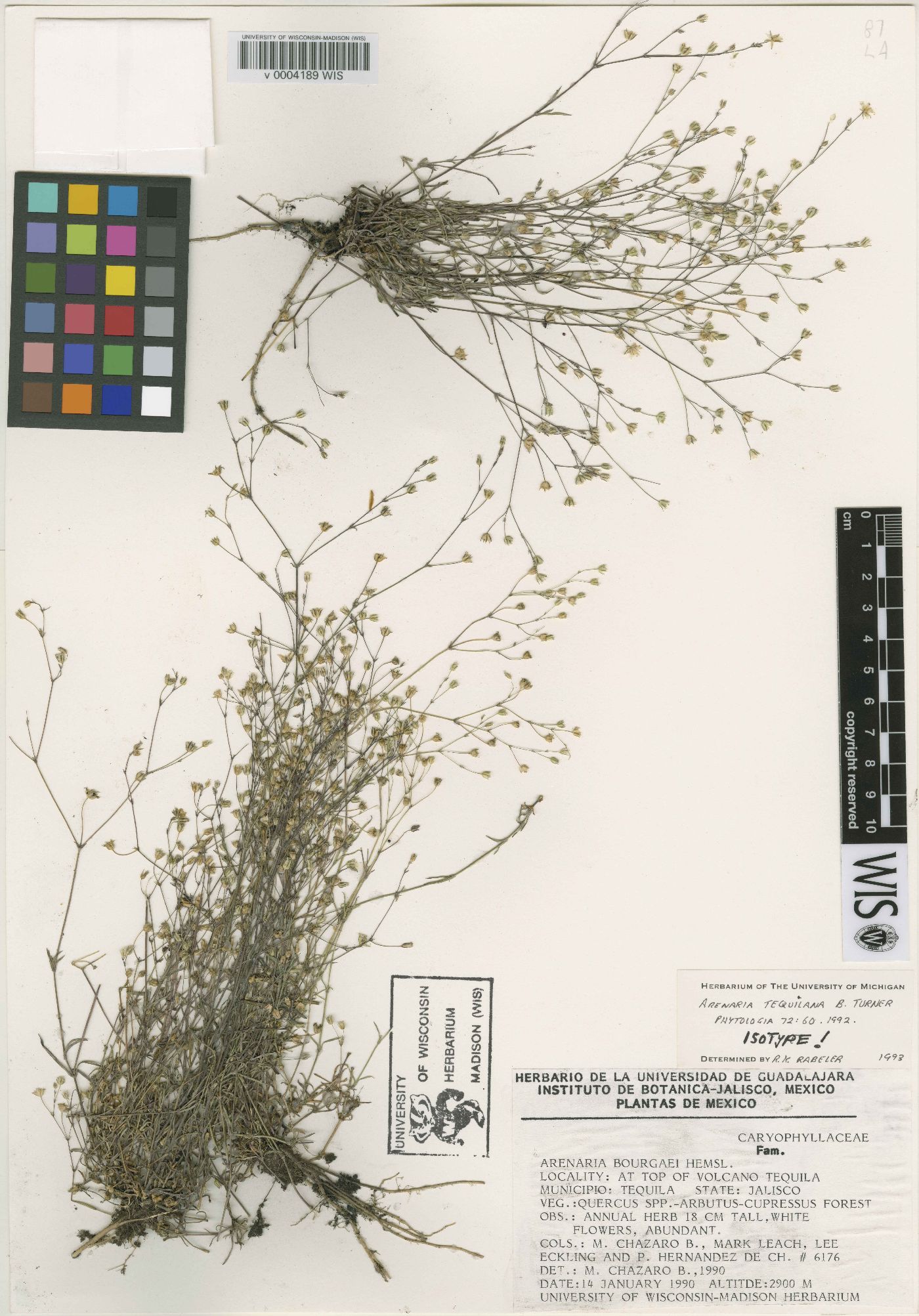 Arenaria tequilana image