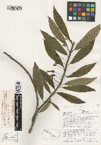 Image of Fuchsia pachyrrhiza