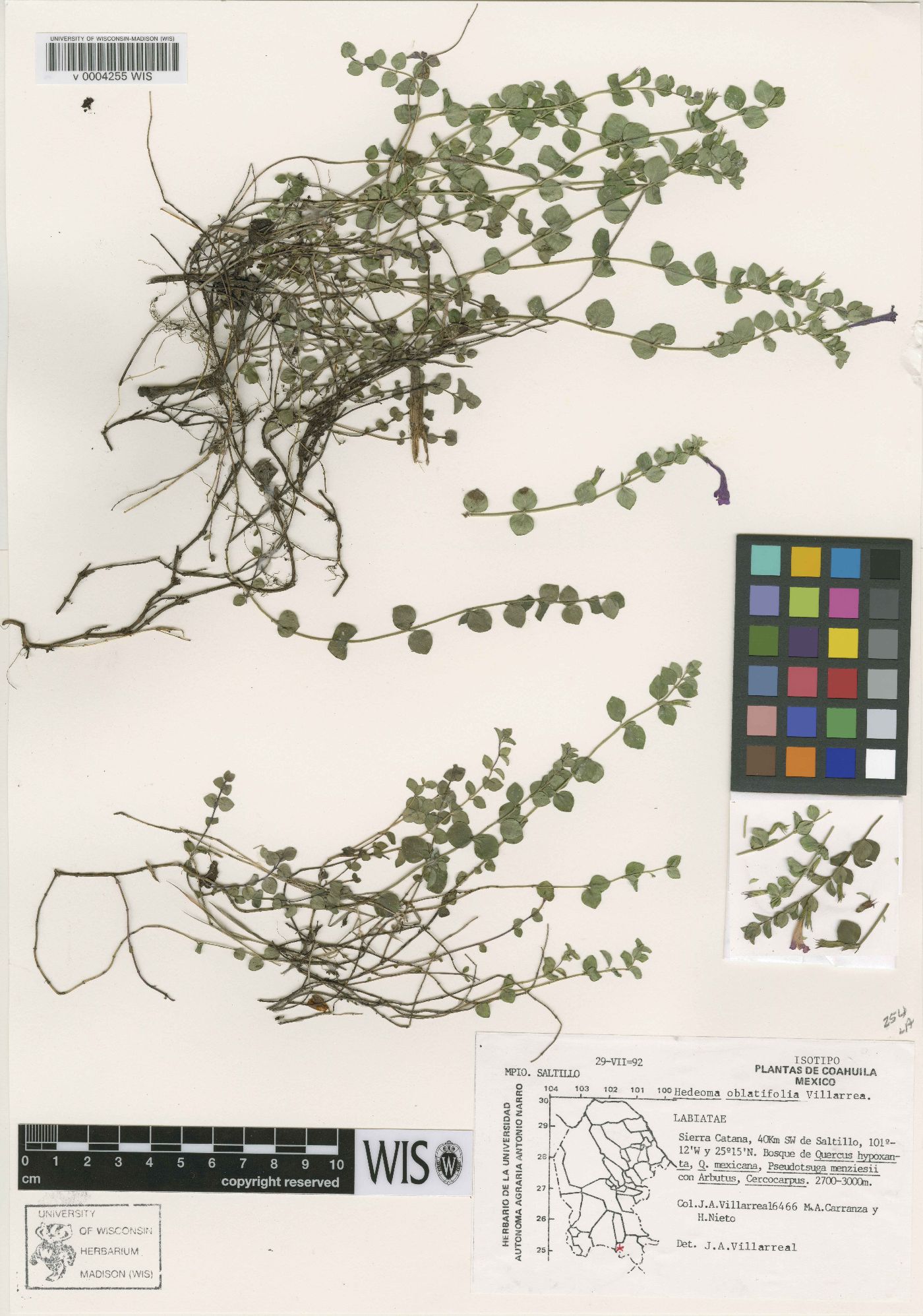 Hedeoma oblatifolia image