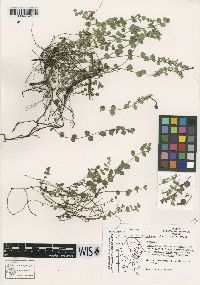 Image of Hedeoma oblatifolia