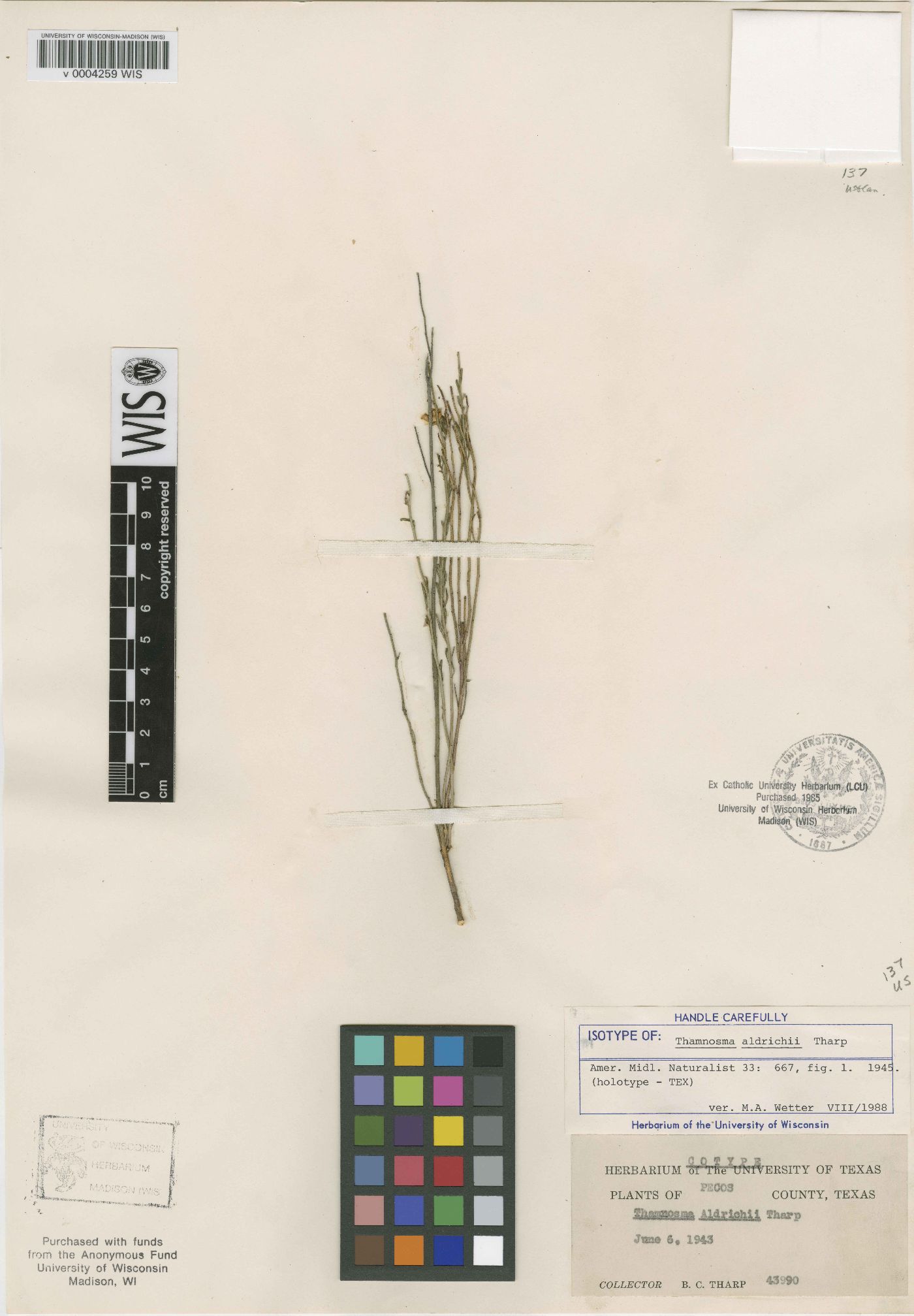 Thamnosma aldrichii image