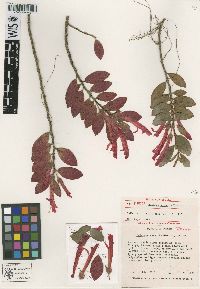 Image of Columnea aurantia