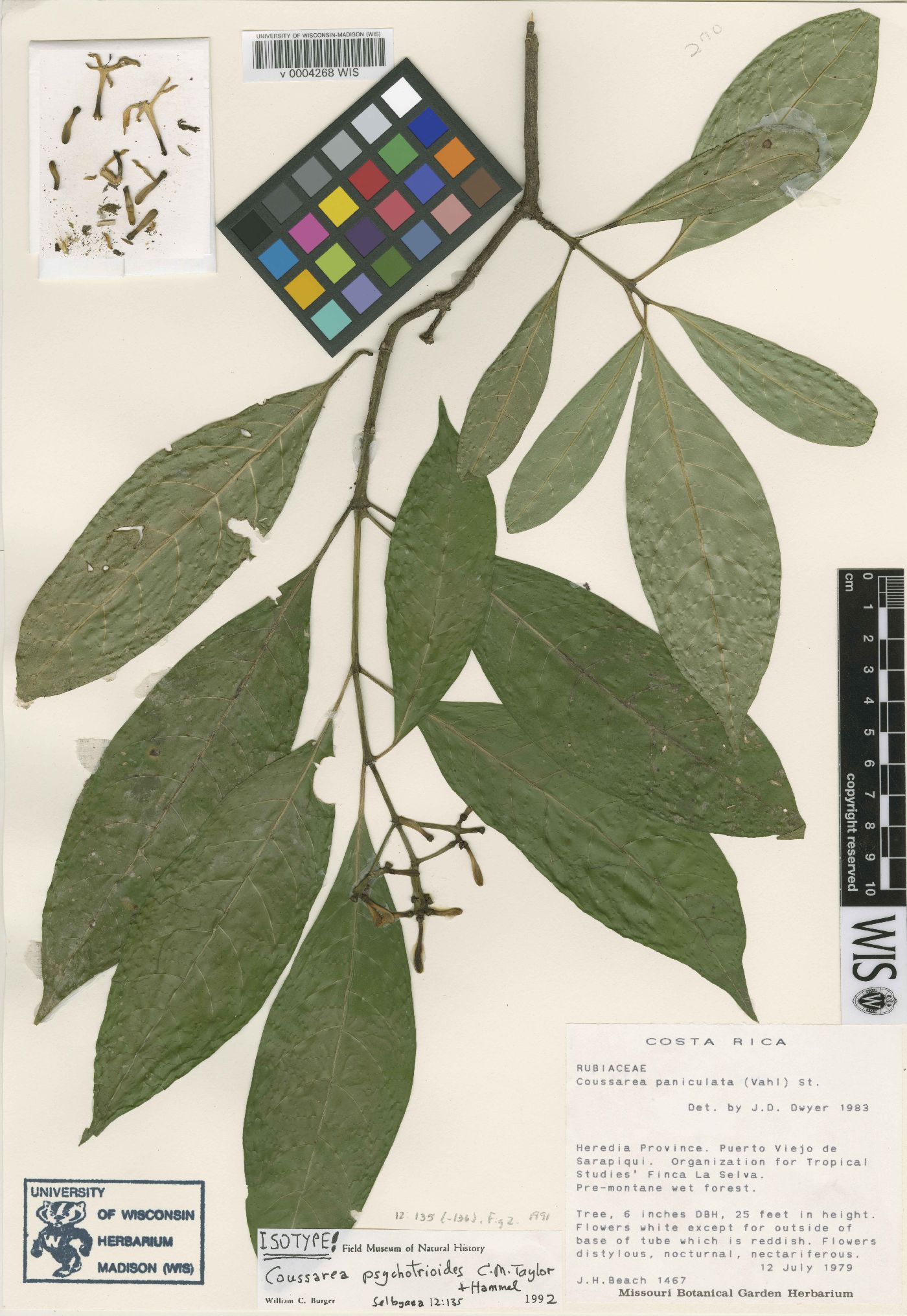 Palicourea psychotrioides image