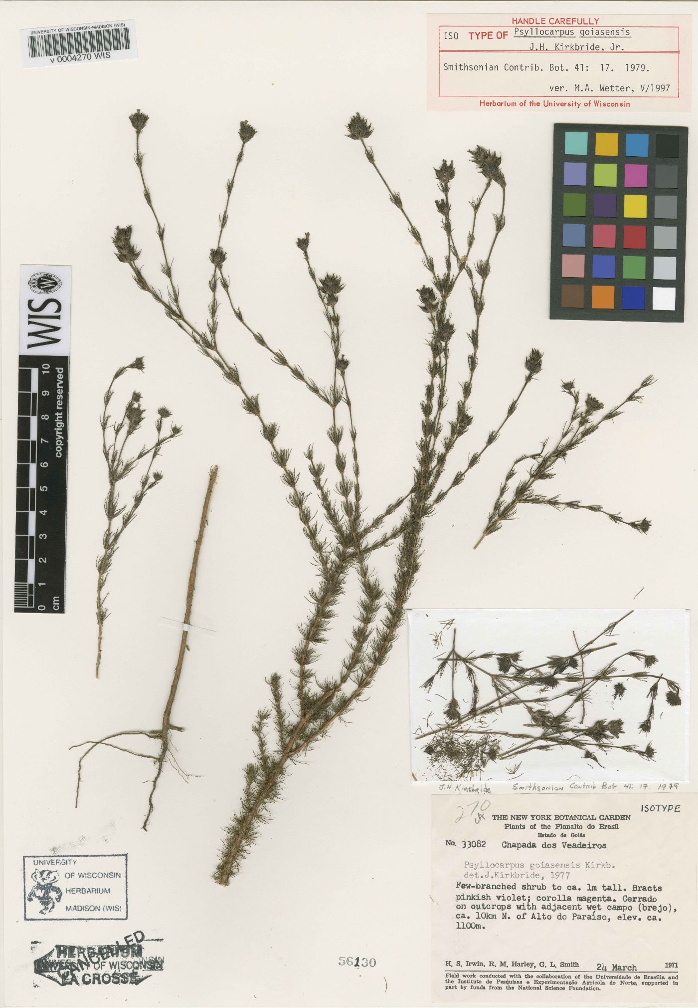 Psyllocarpus goiasensis image