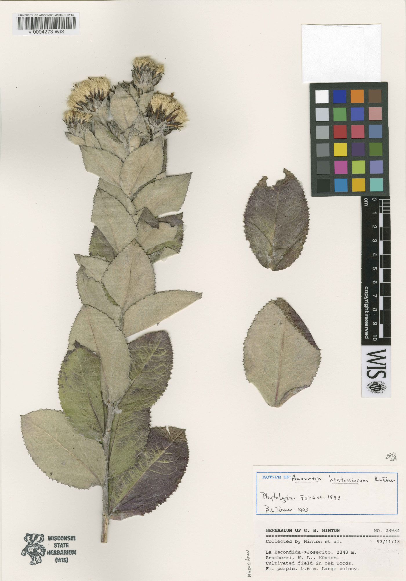 Acourtia hintoniorum image