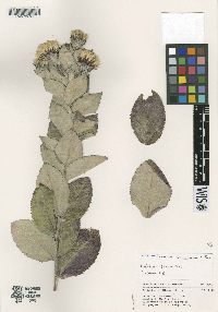 Image of Acourtia hintoniorum