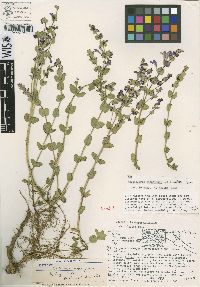 Scutellaria atrocyanea image