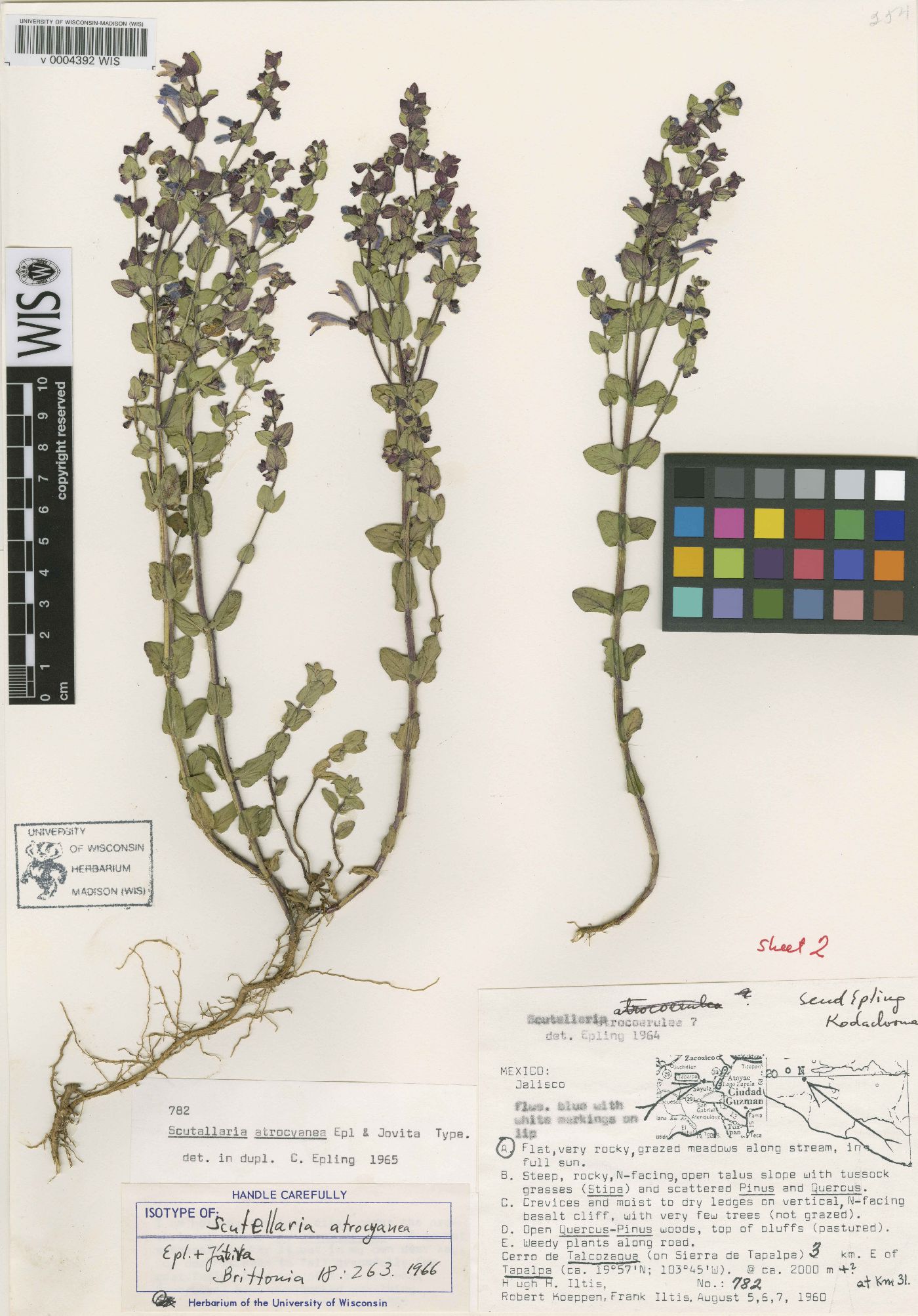 Scutellaria atrocyanea image