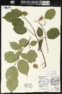 Corylus cornuta image