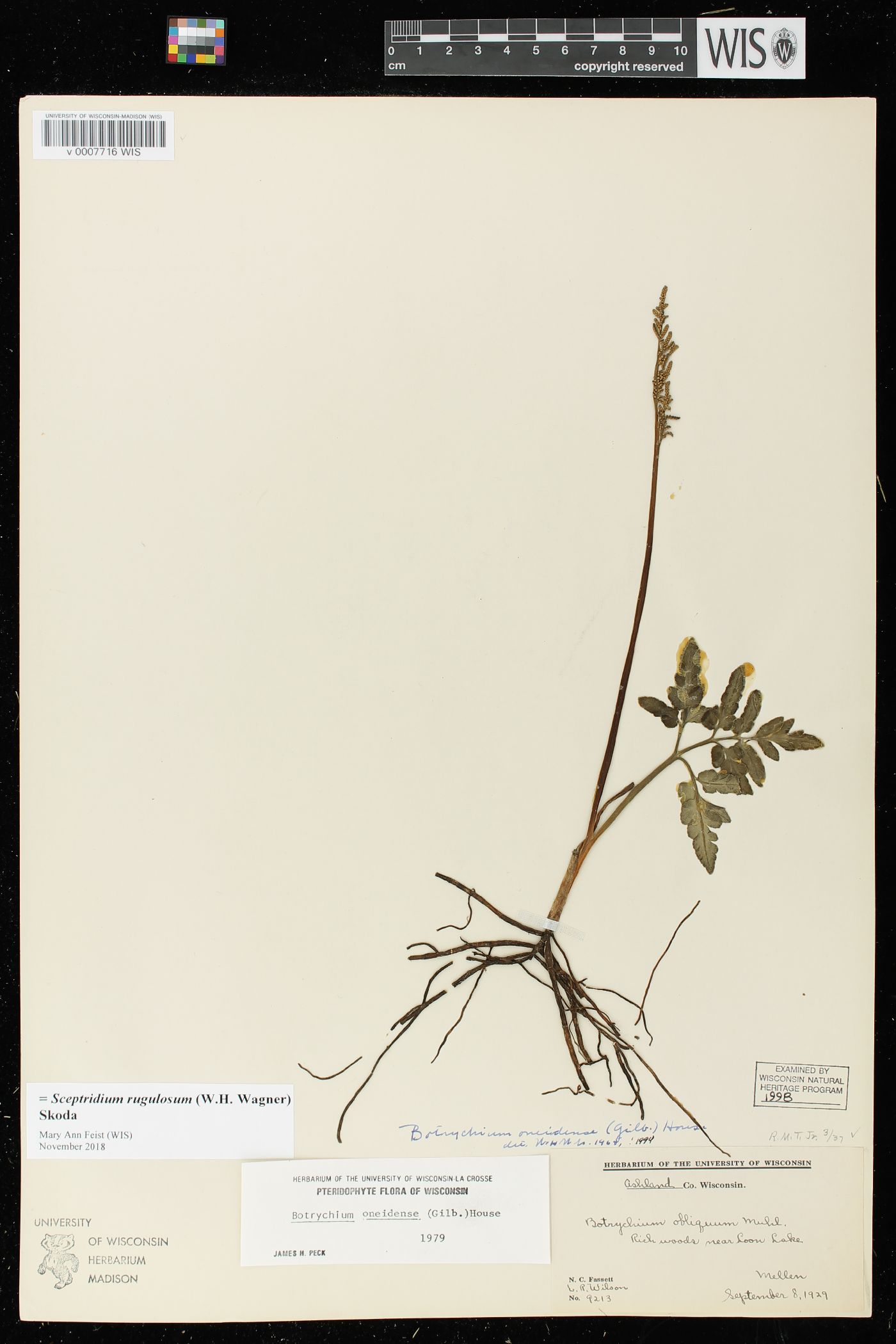 Sceptridium oneidense image