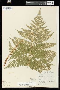 Dryopteris expansa image