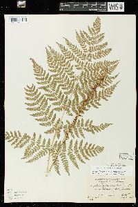 Dryopteris expansa image