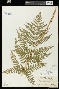 Dryopteris expansa image