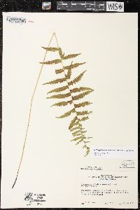 Thelypteris simulata image