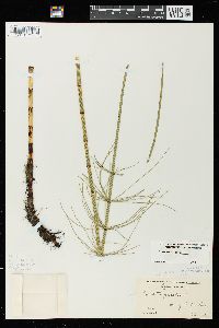 Equisetum fluviatile image